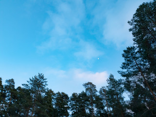 Trees in the forest. Clouds over the forest in winter.