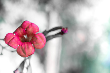 Many beautiful flowers and fruits standing in the garden