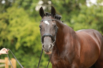 Obraz premium horse portrait front