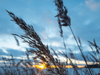 Dry grass in winter. Spikes in winter in a forest on a frozen lake.