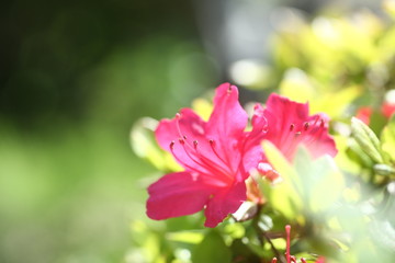 Obraz premium 赤いさつきの花