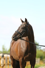 Obraz premium brown horse portrait