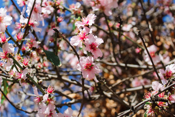 almond blossom against blue sky
