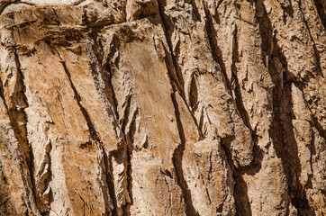 Thick Tree Bark Texture Background