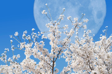 A cherry blossom and moon