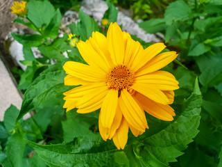 Ringelblume im Garten 