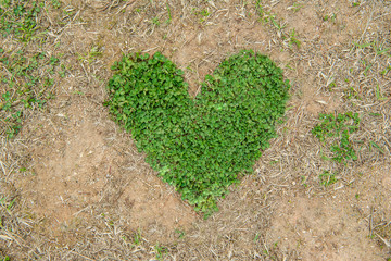 This is a heart-shaped lucky clover grasses.