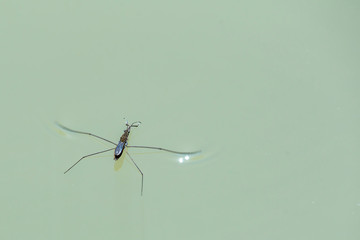a water strider 