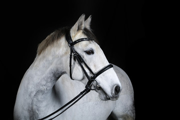 white horse black background
