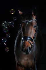 Fototapeta premium brown horse black background