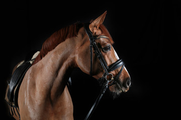 Obraz premium brown horse black background