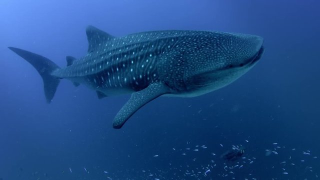 Whale Shark in  Blue Water in Open Ocean, Maldives, slow motion