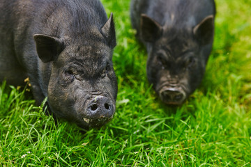 Cute fat pot-bellied pigs on free meadow of private farm