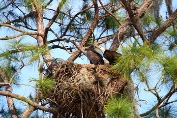 Bald Eagle with Juvenile