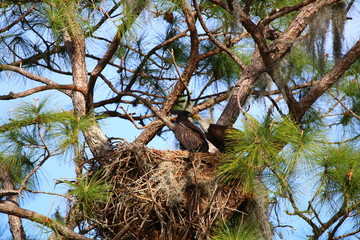 Bald Eagle with Juvenile