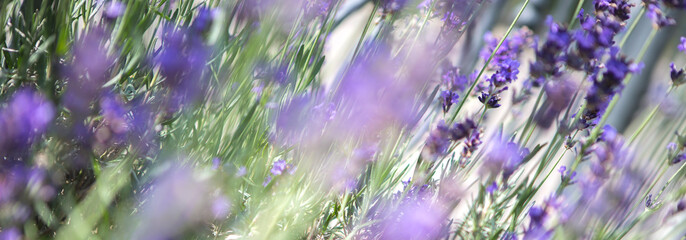 Panorama of purple lavender field
