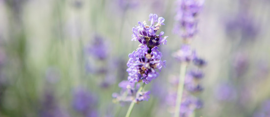 Obraz premium Panorama of purple lavender field