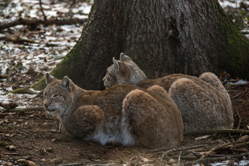 Two lynx in a deer park in wintertime