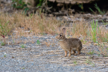 rabbit by road