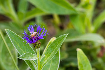 honey bee on flower