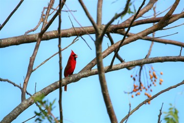 cardinal singing