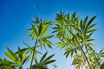 Beautiful still life with copy space of marijuana plant on blue sky background