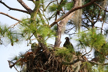 Bald Eagle with Juvenile