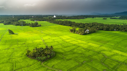 Rice field. tissamaharama, Sri Lanka.