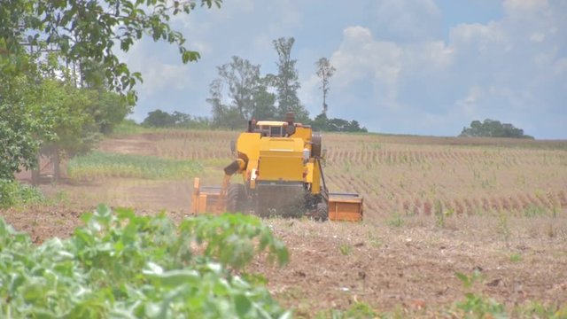 reaping  harvesting of soybean