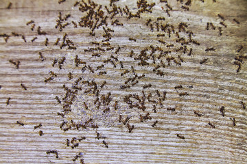 Ants inside woods of house