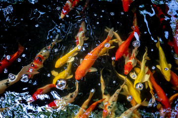 Koi swimming in a water garden,fancy carp fish, Koi Fish swim in pond.