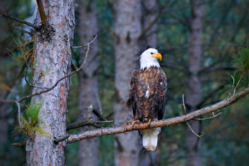 Beautiful bald eagle, Haliaeetus leucocephalus, perched on a Norway Pine tree branch in a Minnesota forest.
