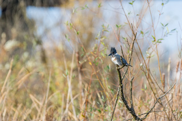 kingfisher on branch