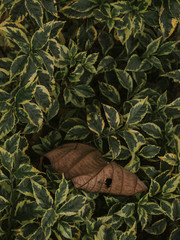 COLORES CONTRASTANTES