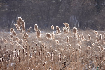 Plants in the wind