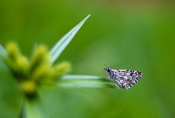 butterfly on a flower