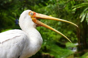 Beautiful tropical bird on a green tropical forest background