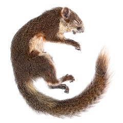  Dead  brown squirrel isolated on white background