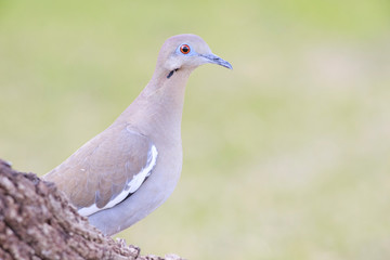 white winged dove backyard home outside feeder