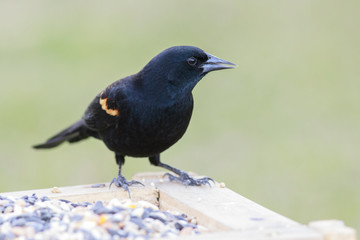 Obraz premium Agelaius phoeniceus eating feeder backyard outside home
