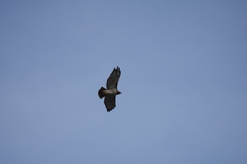 hawk in flight