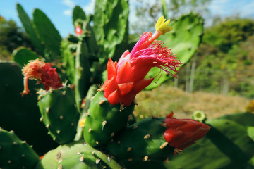 Flowers of the Brazilian flora. Exotic, wild, savanah, gardens, mountain of Minas Gerais