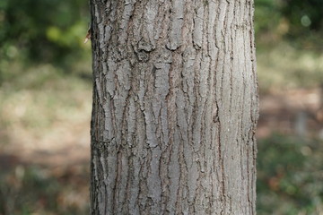 Obraz premium しだれエゴノキの樹皮