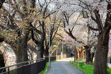 飯田橋　外濠公園