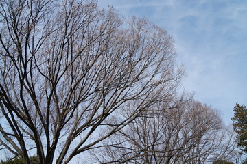 冬のケヤキ
