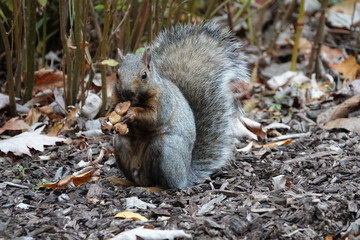 squirrel eating mushroom