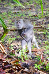delightful funny monkey on the background of wildlife.