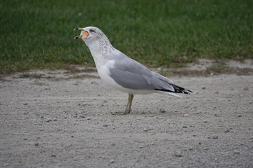 seagul swallowing food