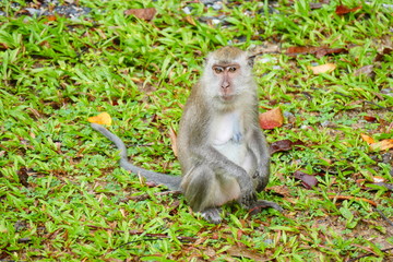 delightful funny monkey on the background of wildlife