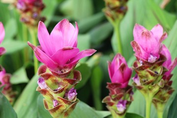 Beautiful pink siam tulips with the nature